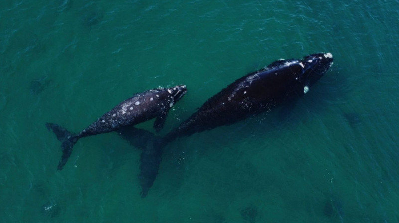 Около 200 стран подписали договор о защите морской жизни в международных водах