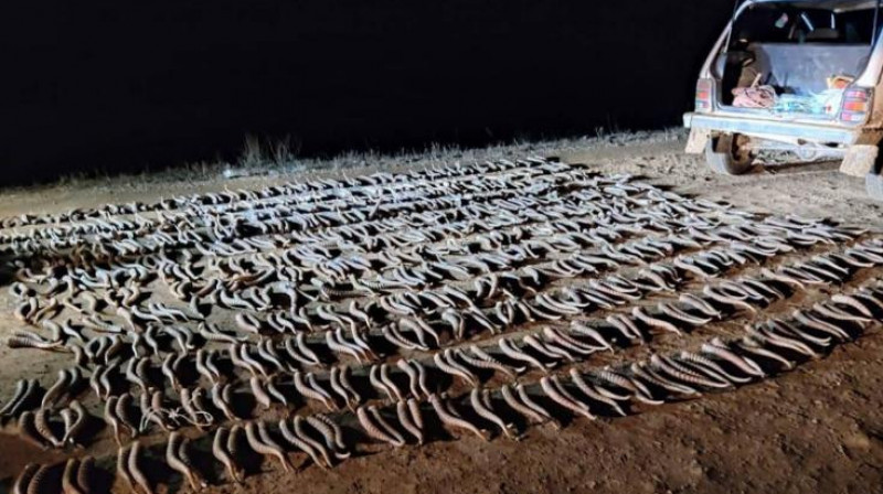 Полицейлер Батыс Қазақстанда 465 дана киік мүйізін тәркіледі