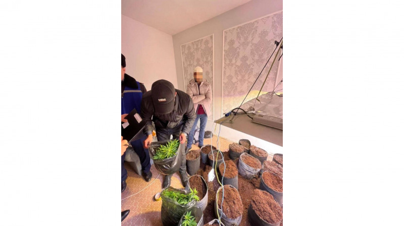 Ақтауда үйде есірткі өсірген екі тұрғын ұсталды