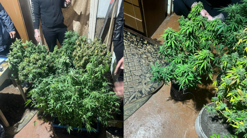 Алматинец выращивал марихуану в подвале своего дома