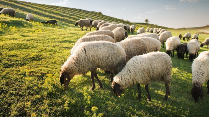 В селах трех областей Казахстана объявлен карантин из-за вспышки оспы