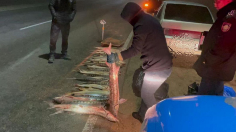 120 кг осетровых обнаружили в автомобиле на трассе Актау ― Форт-Шевченко