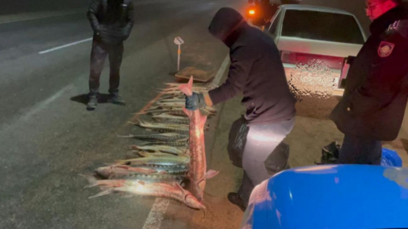 Маңғыстауда қызыл кітапқа енген балықтың ірі көлемін тасымалдаған тұрғын ұсталды