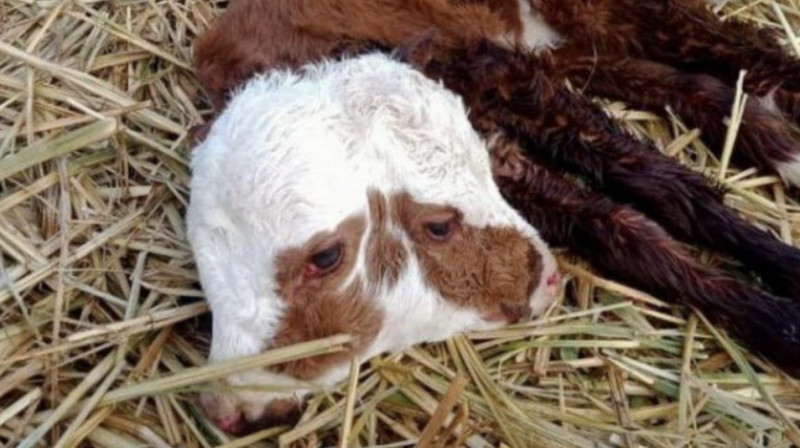 Двухголовый теленок родился в селе Нура Актюбинской области