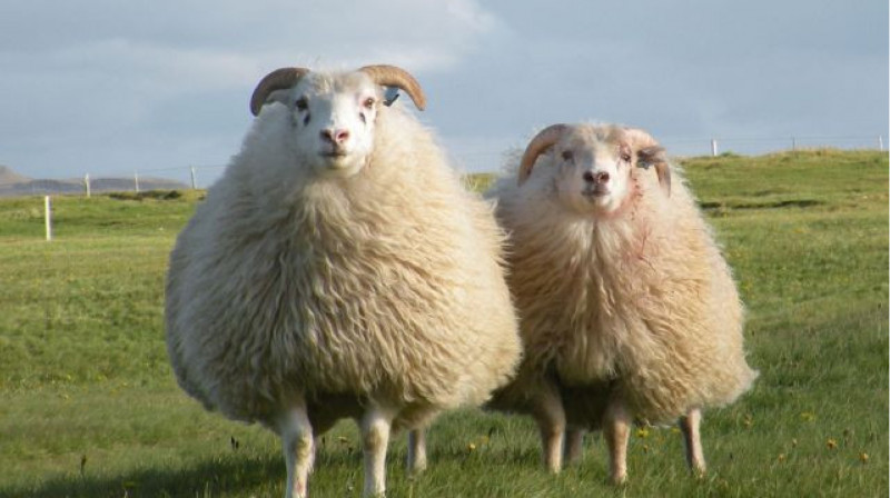 Вспышку оспы овец выявили в Восточно-Казахстанской области