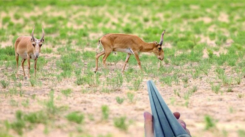 Қызылорда облысында киік атқан қала тұрғыны ұсталды