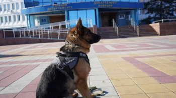В Костанае служебная собака нашла грабителя по следу