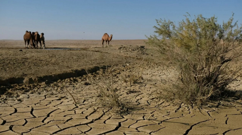 Три региона Казахстана могут пострадать от засухи в 2023 году