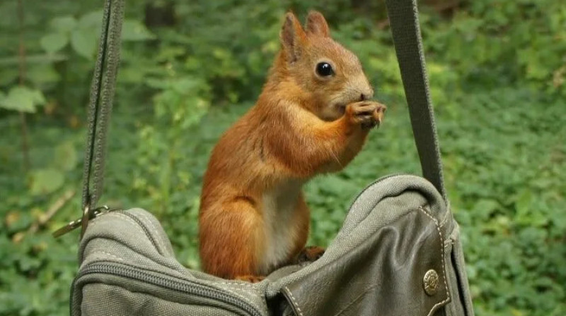 Иностранец пытался вывезти из Кыргызстана 13 белок в рюкзаке