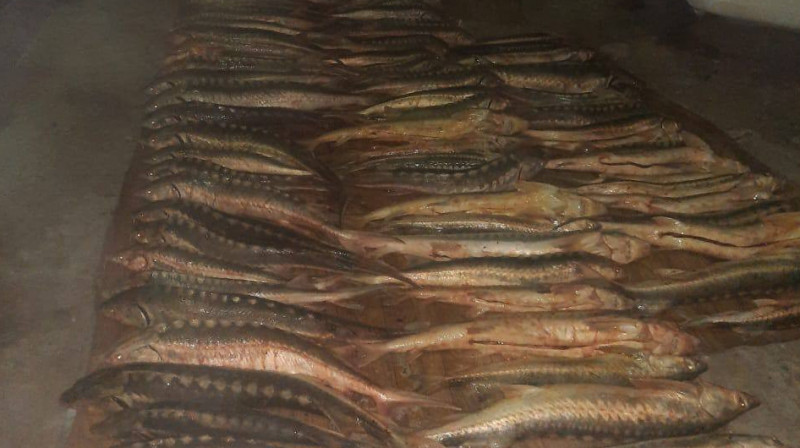 417 кг осетра изъяли полицейские в Атырауской области