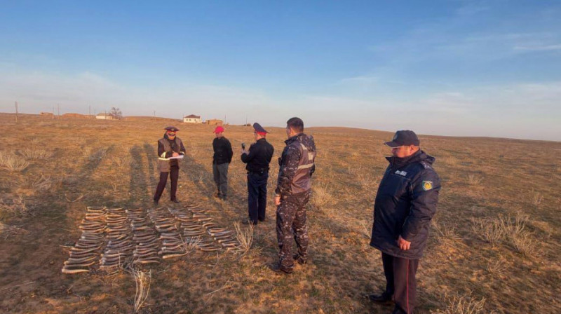 Атырау облысында 417 келі бекіре аулаған тұрғын ұсталды