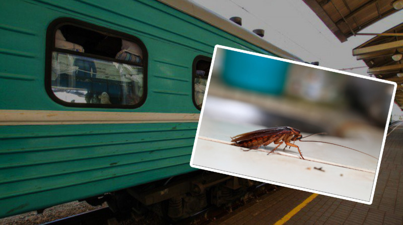«Плюс одна фобия»: тараканы разгуливают по вагонам казахстанского поезда