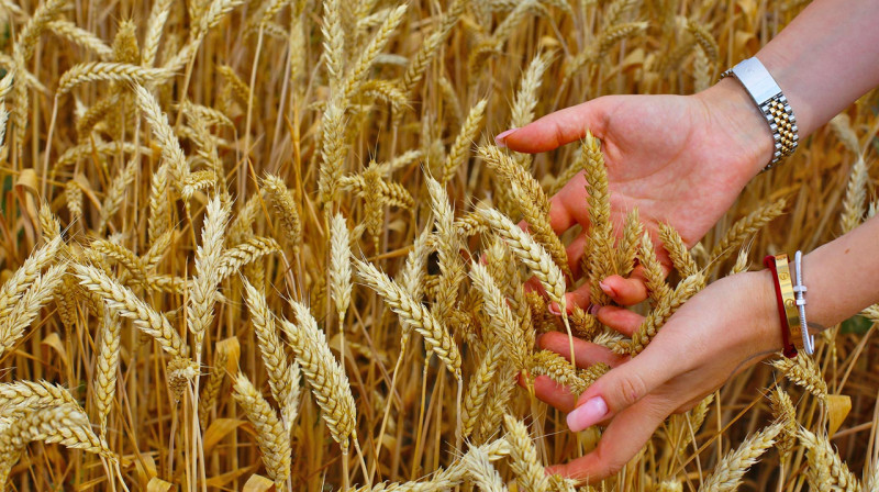 Казахстан отправит Китаю 50 тысяч тонн зерна
