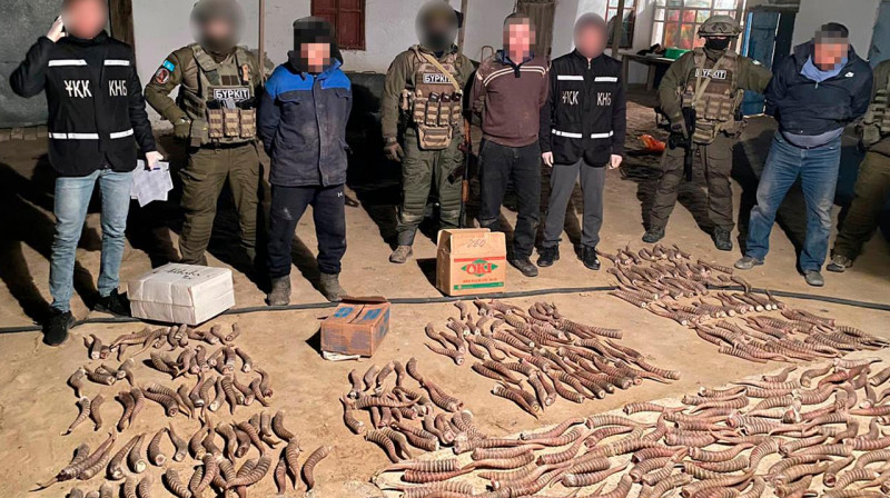 Қызылорда облысының тұрғынынан жүз келіден астам киік мүйізі тәркіленді