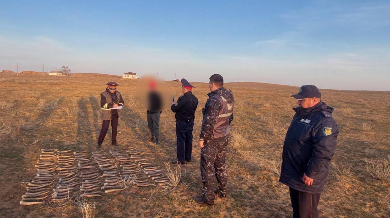 Атырау облысының тұрғыны киік мүйізін жерге көміп жинаған