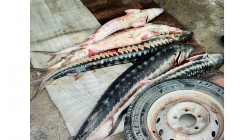 Маңғыстау тұрғынының үйінен 50 келіге жуық бекіре балығы табылды