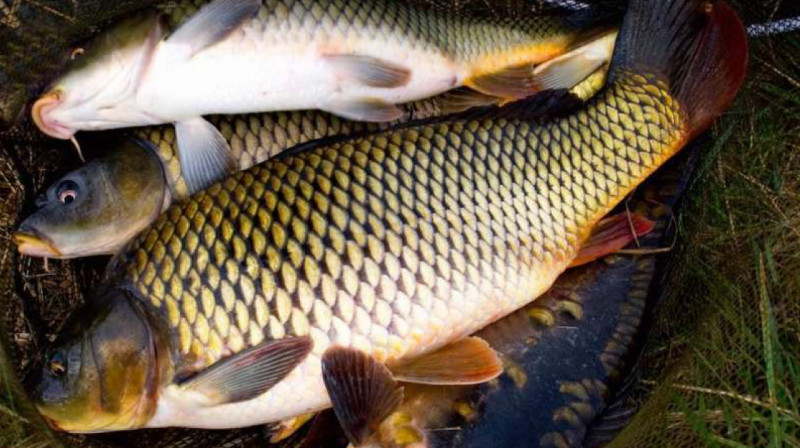 200 тонн незаконно добытой рыбы изъяли полицейские ЗКО