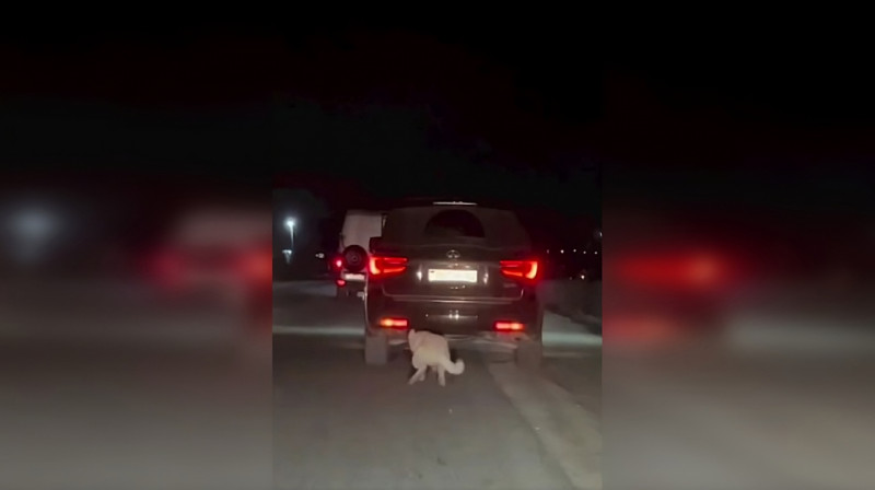 Мужчина привязал собаку к машине и протащил по трассе в Алматинской области. ВИДЕО