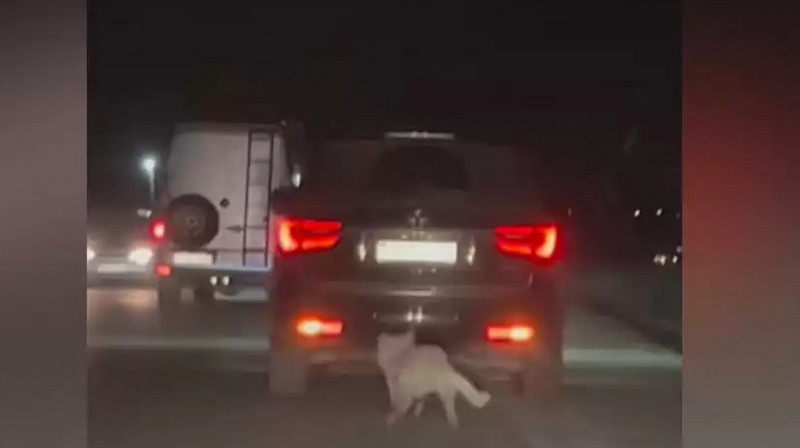 Алматы облысында итті көлікпен сүйреген жүргізуші анықталды