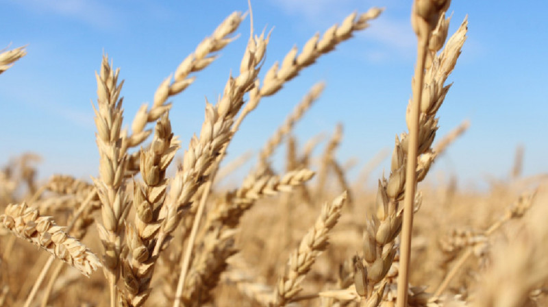 В Казахстане ввели запрет на ввоз пшеницы автотранспортом