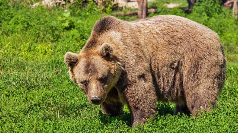 В Узбекистане возбудили уголовное дело по факту жестокого убийства бурого медведя