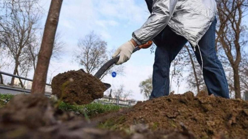 Астанада Әзірбайжан президенті көзінше егілген ағаштар неге қазып алынды? - әкімдіктің өкілі жауап берді