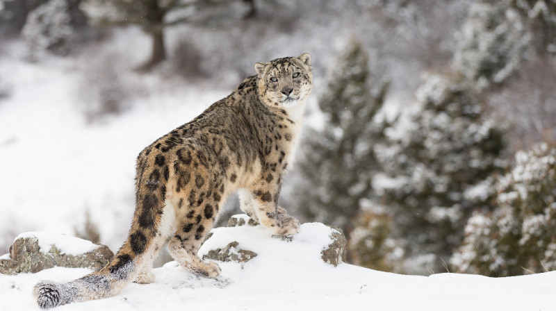 Көлсай паркінде сирек кездесетін қар барысы фототұзаққа түсті
