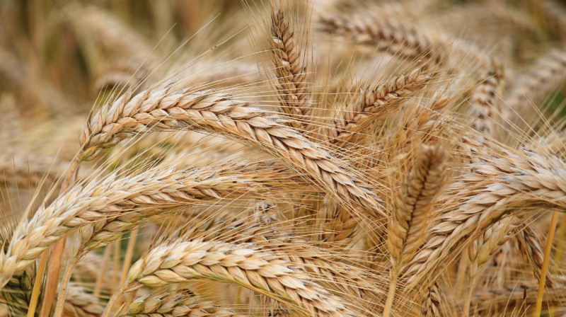 Правительство Польши запретило ввоз в страну украинского зерна