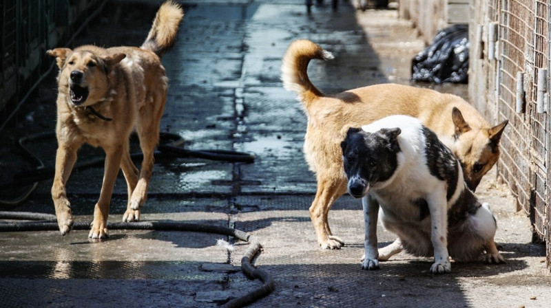 Около десяти бродячих псов растерзали 8-летнего ребенка из детдома
