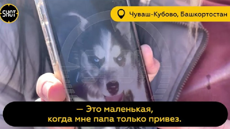 В Башкортостане мужчина насмерть забил соседскую хаски лопатой