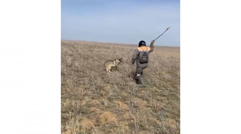 Ақтөбеде облысында шынжырмен қасқыр өлтірген тұрғынға іс қозғалды