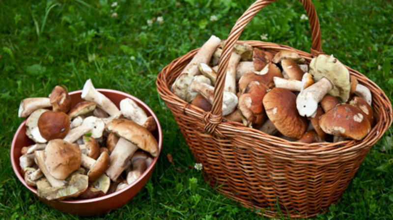 Сбор грибов и ягод станет платным для казахстанцев