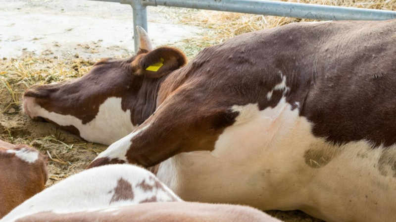Опасное заболевание скота привело к карантину в одном из сел Карагандинской области