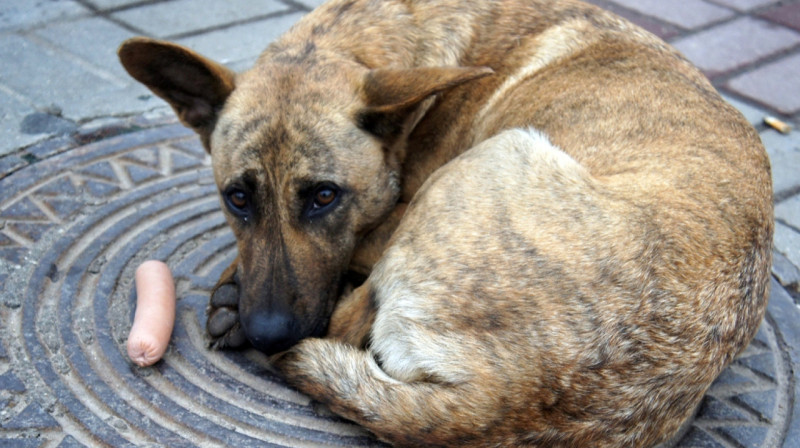 Депутаты предложили штрафовать россиян за самовыгул собак