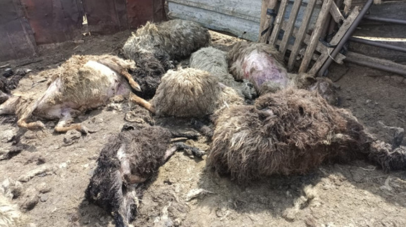 Неизвестные хищники массово уничтожают скот в Павлодарской области