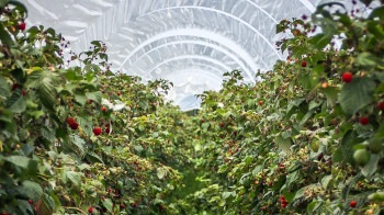 Псевдофермеры получили 800 млн тенге на поставку малины в Жамбылской области