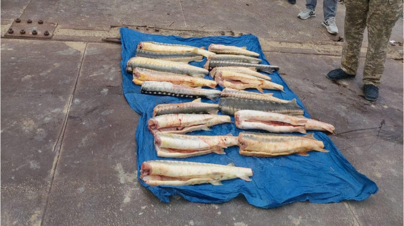 Более 60 кг осетра браконьеры спрятали в камышах недалеко от Каспия