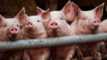 В Приморье выявили ещё один очаг африканской чумы свиней