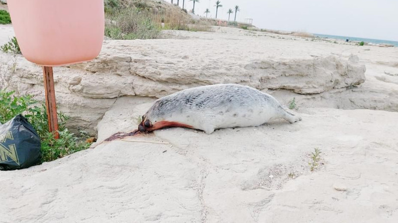 Найденного на побережье тюленя в Актау могли убить люди — ученый