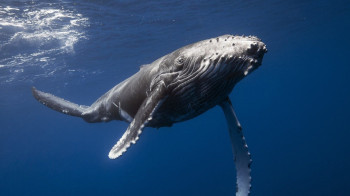 Ученые Швеции посчитали кита российским шпионом и назвали его Хвалдимир