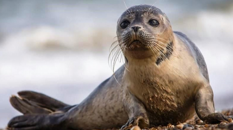 В смерти тюленя в Актау виноват человек - ученые