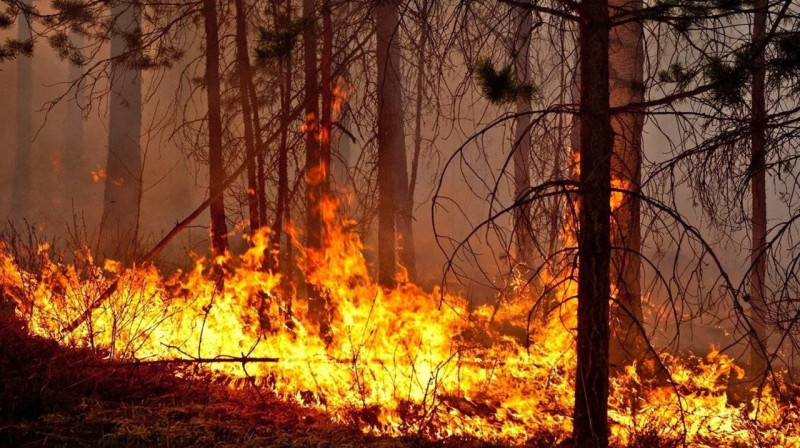 Трое лесничих погибли в Абайской области