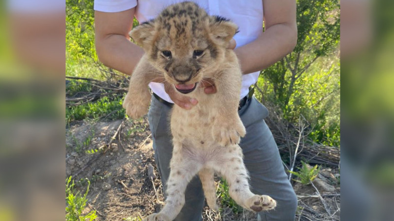 Новорожденных львят из зоопарка продавали в Караганде