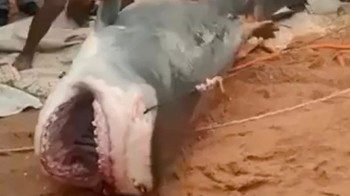 Из убившей россиянина акулы сделают мумию
