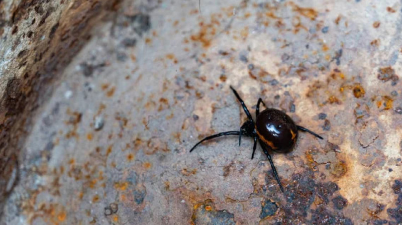 Каракурты атаковали Атыраускую область: от укусов ядовитых пауков гибнет скот, 10 человек в больнице