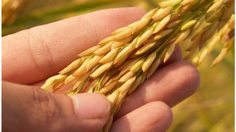 Производителей и продавцов риса оштрафовали на 68 млн тенге