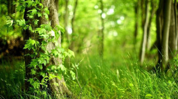 В Улытауской области хотят ввести запрет на посещение леса