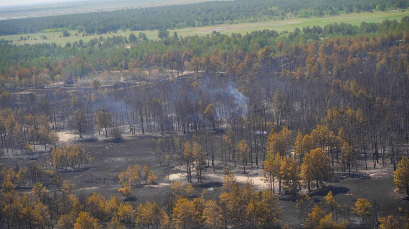 Незаконной вырубки сгревшего леса нет — акимат области Абай