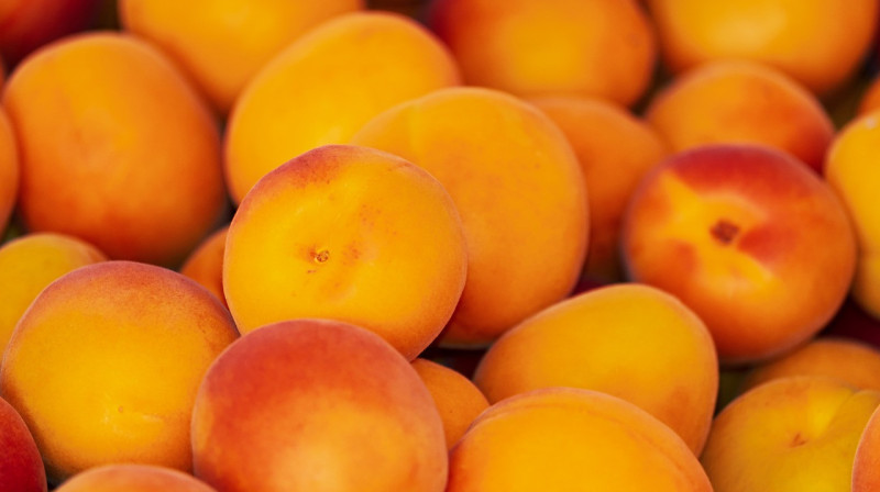 Узбекистан может стать вторым крупнейшим экспортером свежего абрикоса в мире