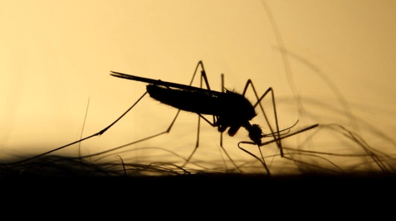 Боевые комары, клещи и вши - Валентина Матвиенко обещает рассказать всему миру о биолабораториях в Украине
